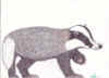 Badger.jpg (9334 bytes)